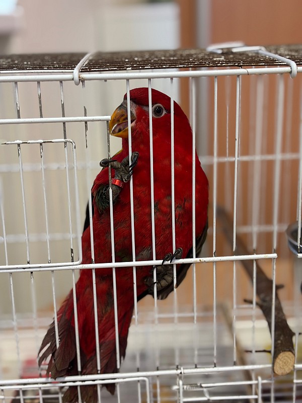 Papoušci u nás ve školce 