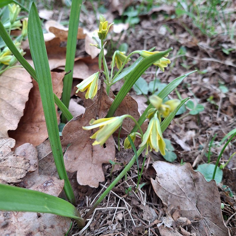 Co všechno dokáže jaro