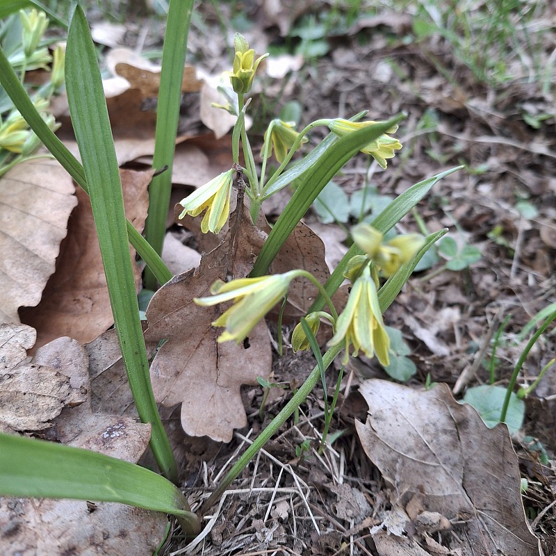 Co všechno dokáže jaro...