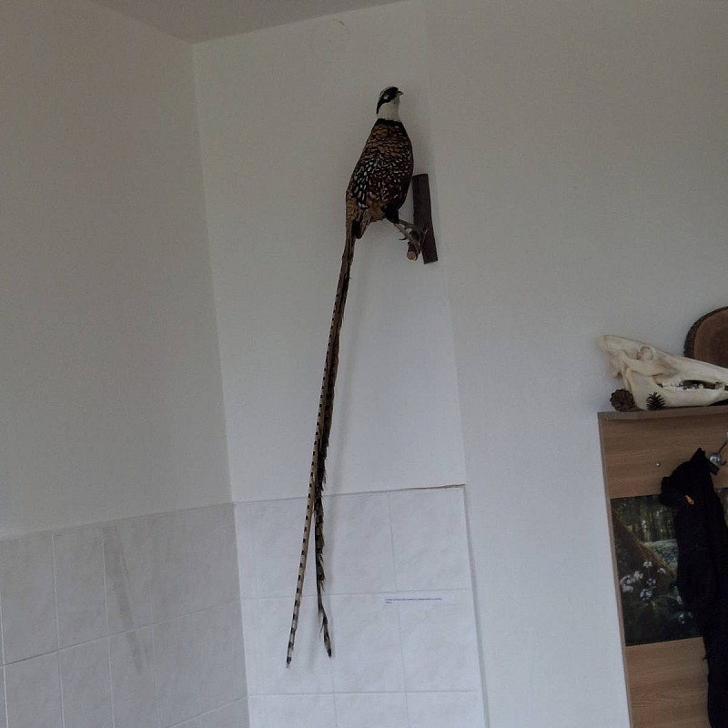 Lesní pedagogika- povídání o zvířátkách